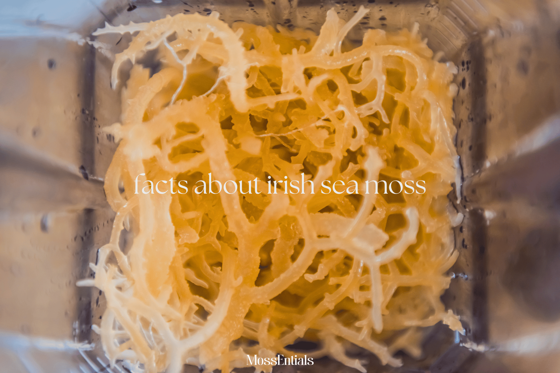 Facts About Irish Sea Moss