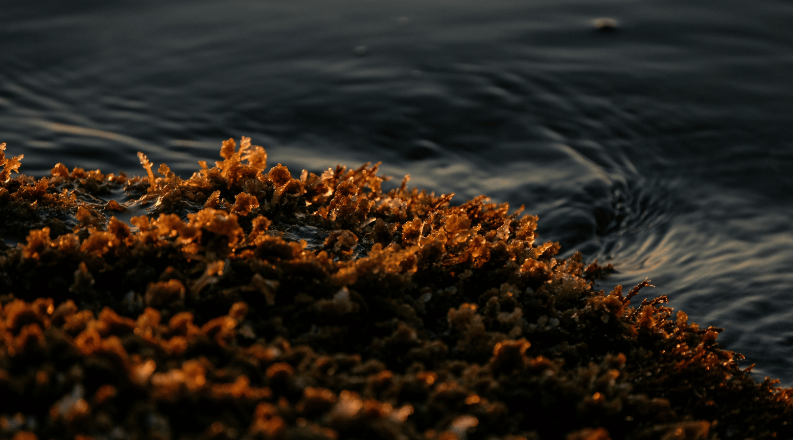 Sea Moss Supplements